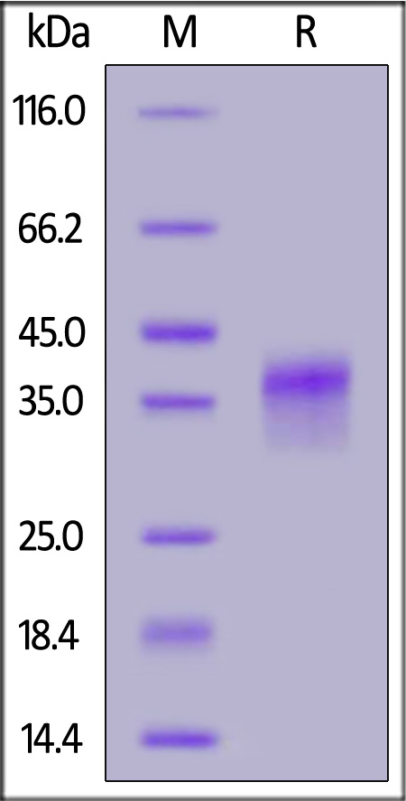 LI4-H52H7-sds