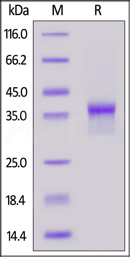 LI4-H82E4-sds