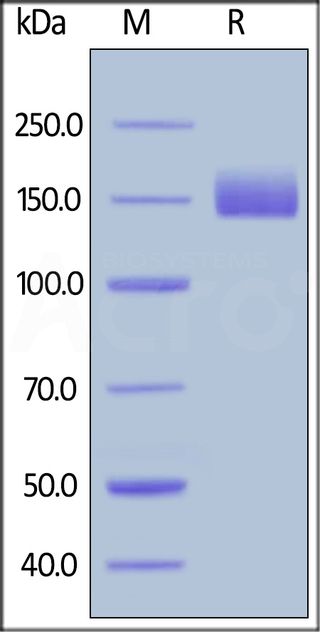 LIF R SDS-PAGE