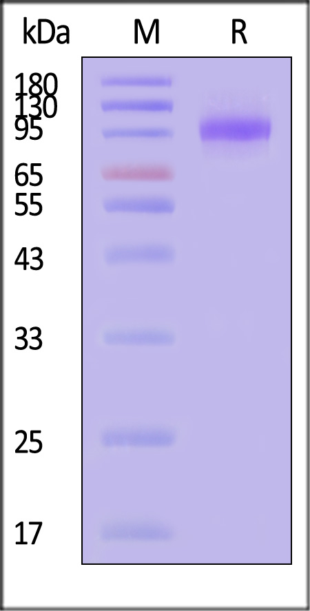 LRRC4 SDS-PAGE