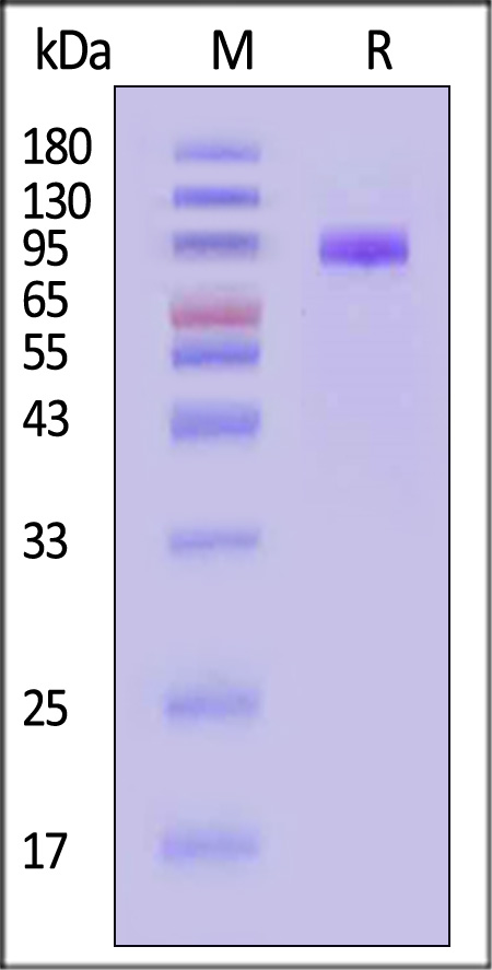 LR5-C5253-sds