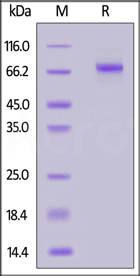 LRRC15 SDS-PAGE