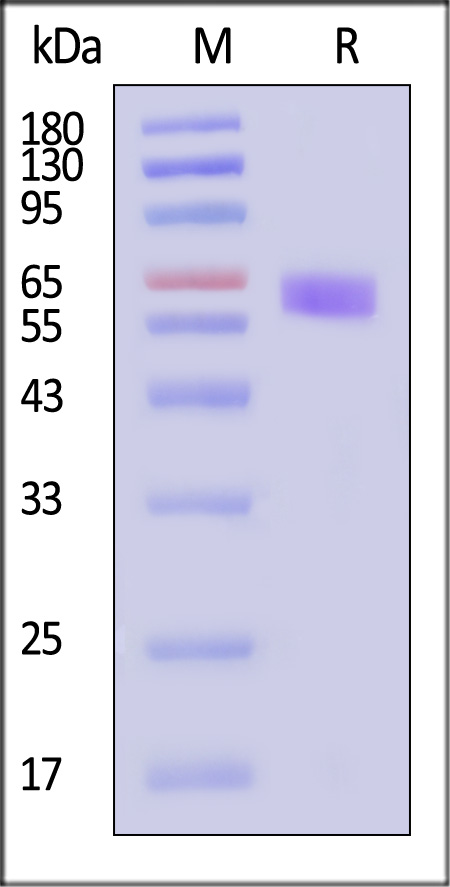 LRRC15 SDS-PAGE