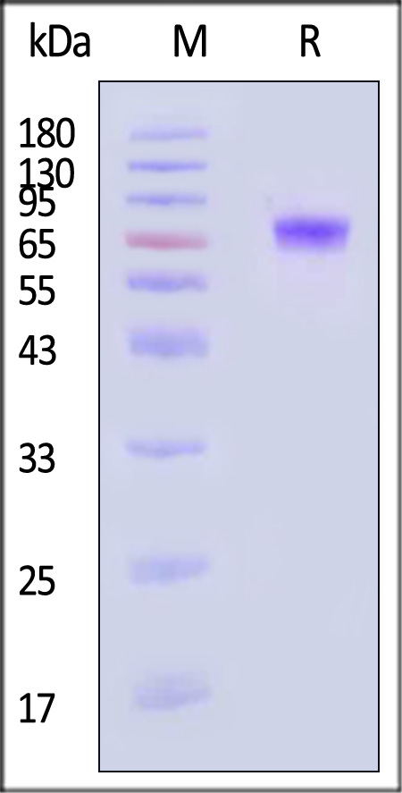 LRRC15 SDS-PAGE