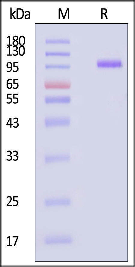 LRRC15 SDS-PAGE