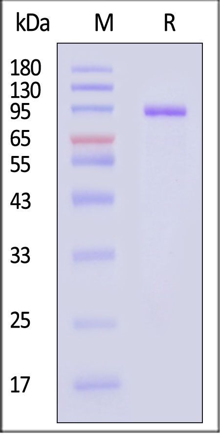 LR5-M5253-sds