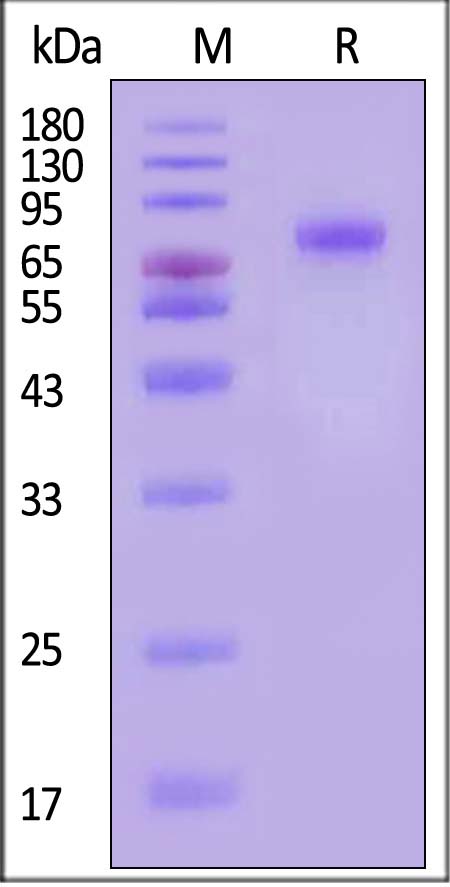 LRRC15 SDS-PAGE