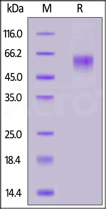 LV1-C52H5-sds