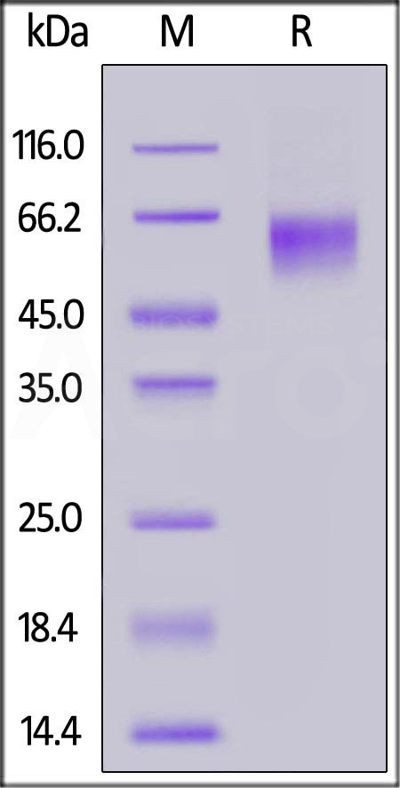 LIV-1 SDS-PAGE