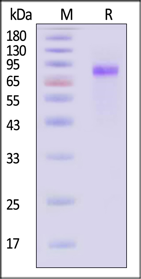 LIV-1 SDS-PAGE