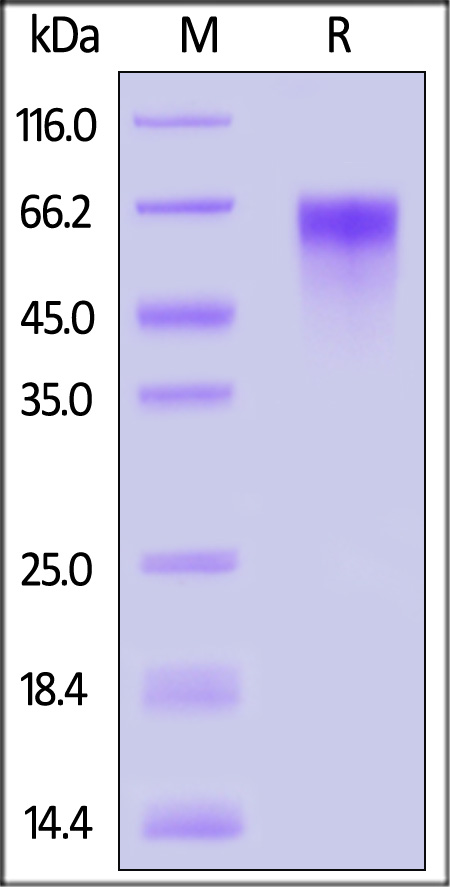 LIV-1 SDS-PAGE