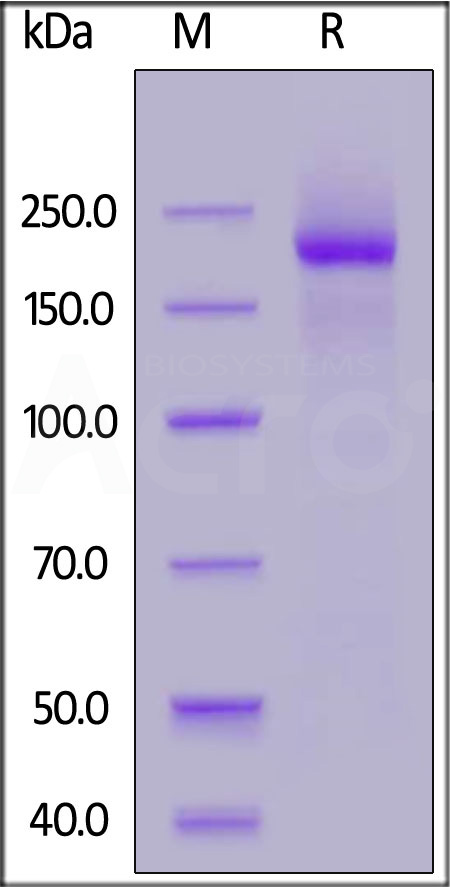 Human LY75, His Tag (Cat. No. LY5-H52H3) SDS-PAGE gel