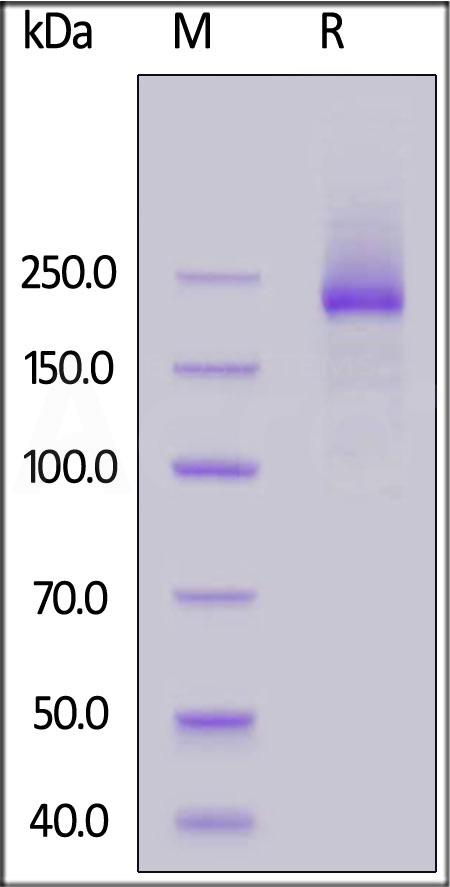 LY5-M52H5-sds