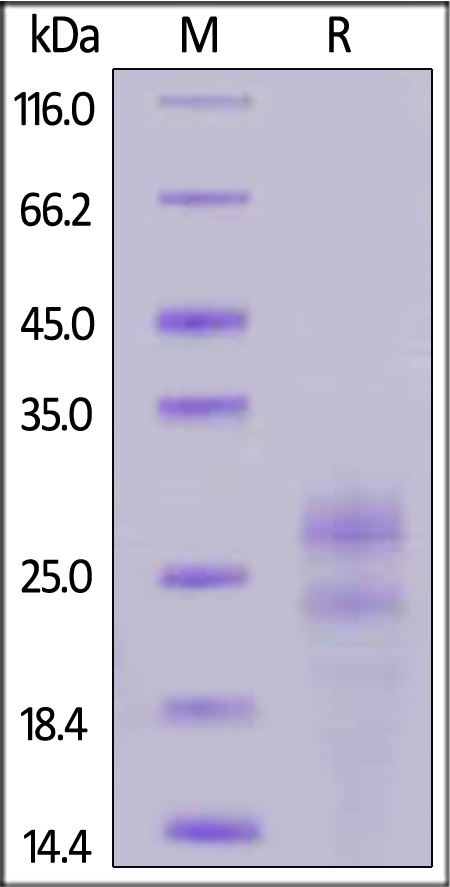 MII-M52H6-sds