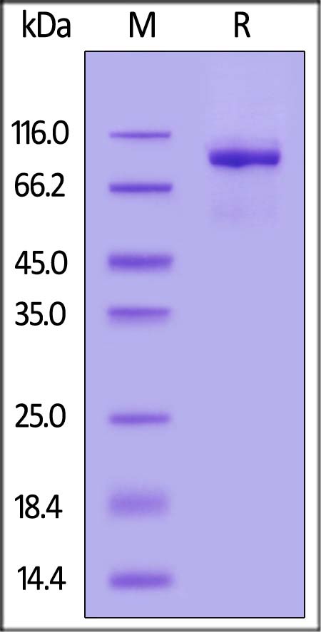 MM9-H52H9-sds