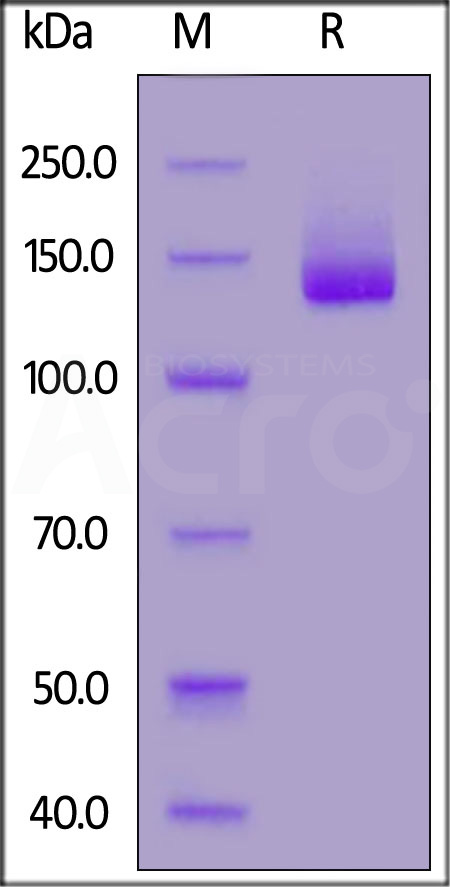 NC1-H5253-sds