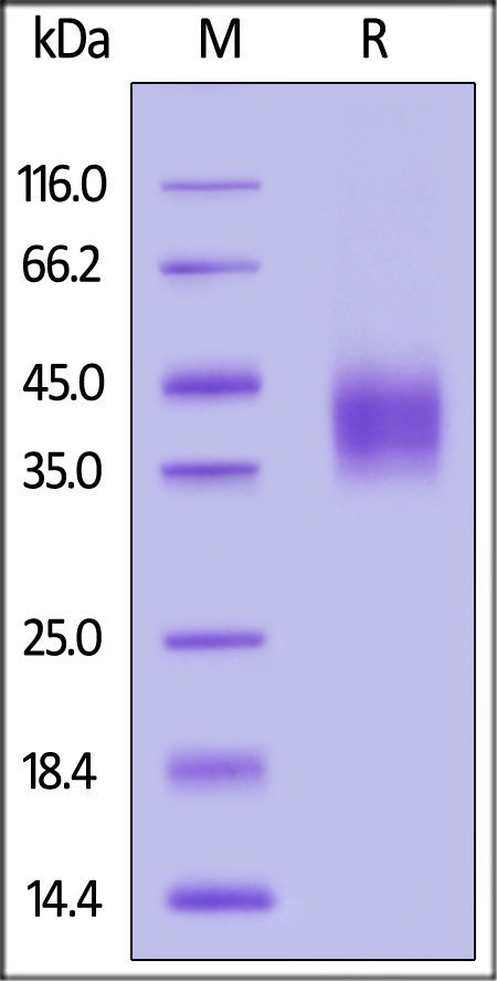 NKG2A & CD94 SDS-PAGE