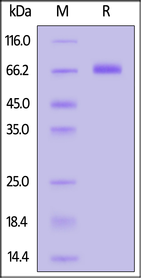 NKG2A & CD94 SDS-PAGE