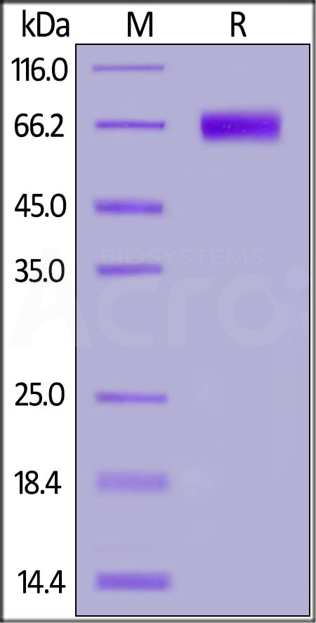 NC4-H5253-sds