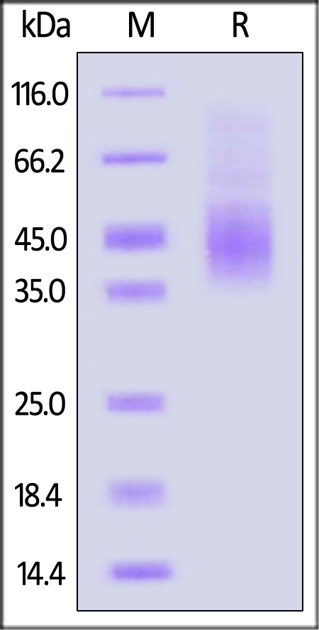 NC4-H52H3-sds