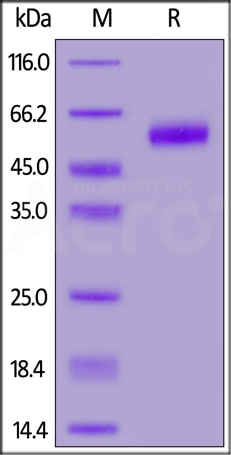 NKG2A & CD94 SDS-PAGE