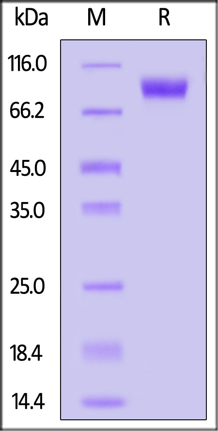 NC4-M5254-sds