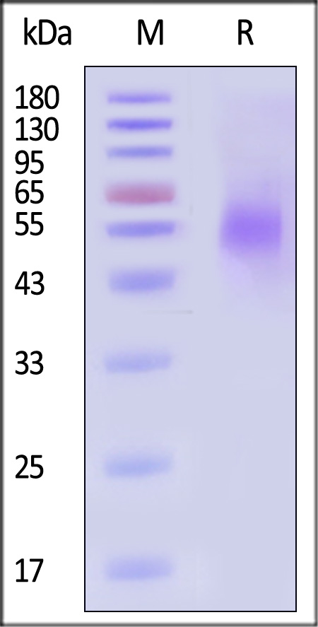 NC4-M52H9-sds