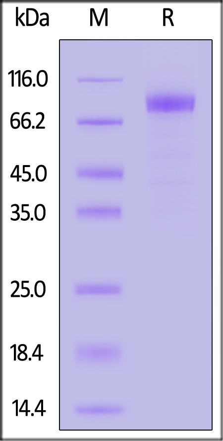 Biotinylated Mouse NKG2A&CD94, Fc,Avitag (Cat. No. NC4-M82F5) SDS-PAGE gel