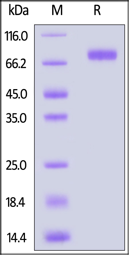 NKG2A & CD94 SDS-PAGE