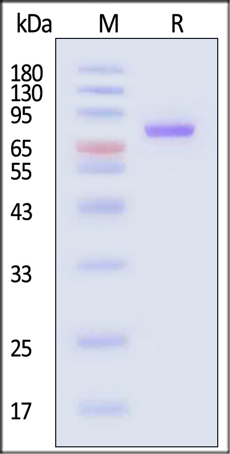 NEE-V5246-sds