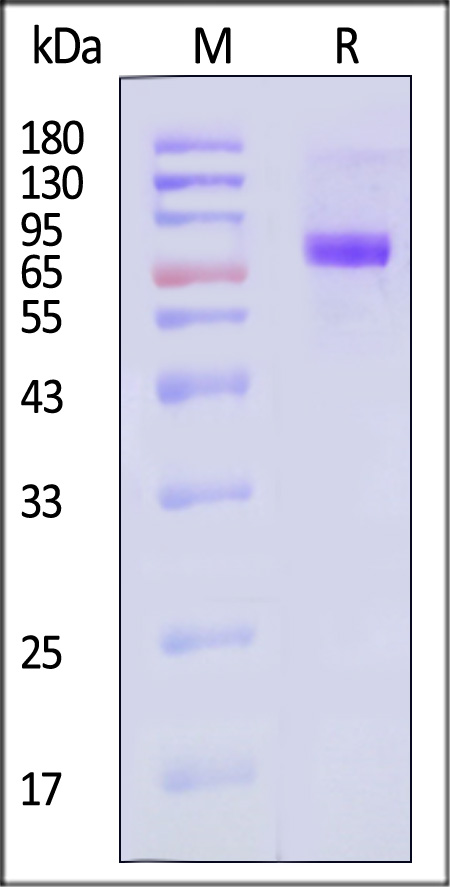 Neuraminidase (NA) SDS-PAGE