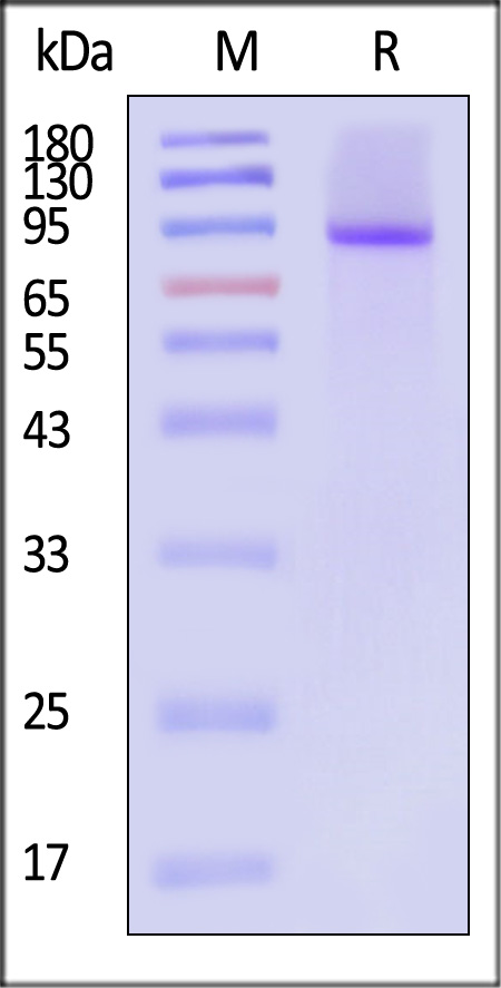 NO1-H5255-sds