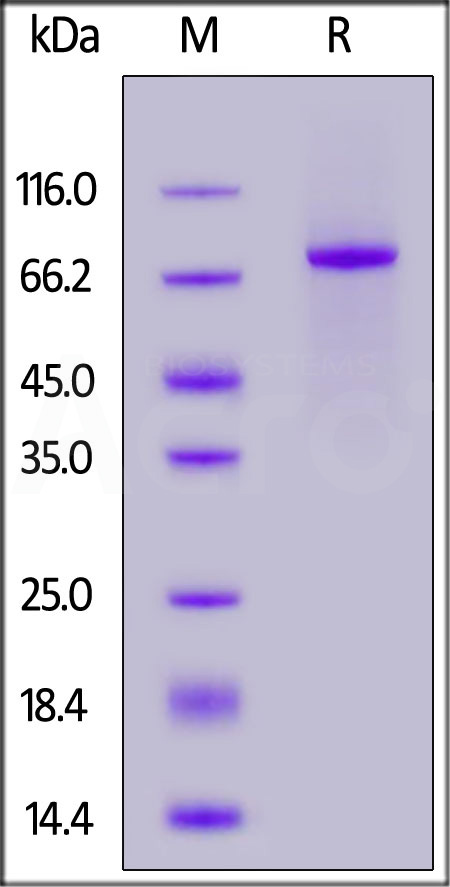 NO3-H5255-sds