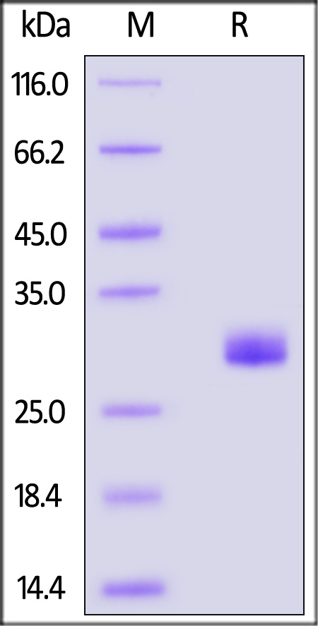 Noggin SDS-PAGE