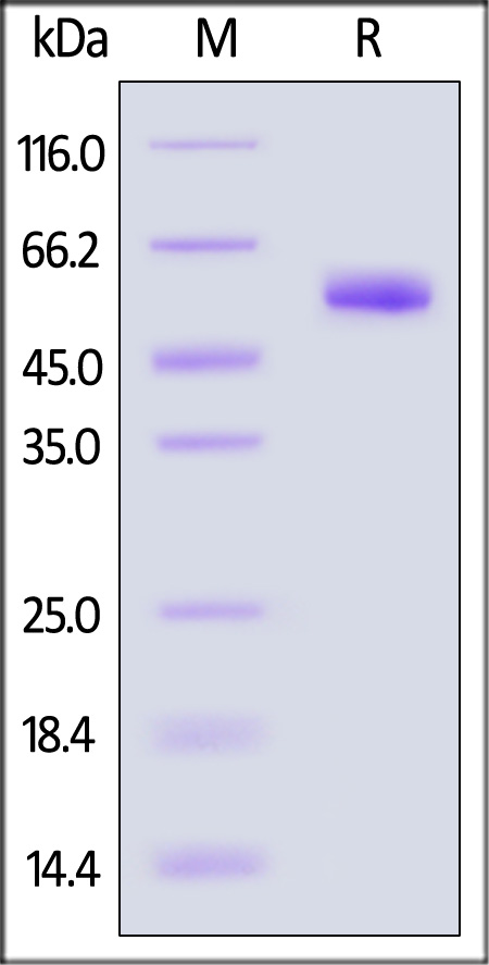 Noggin SDS-PAGE