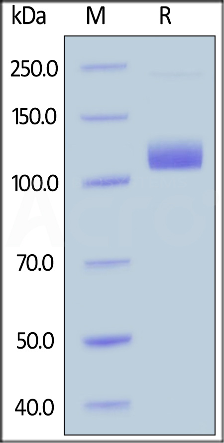 Neuropilin-1 SDS-PAGE