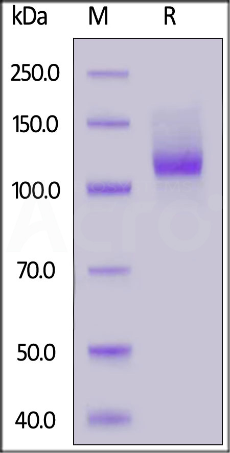 Neuropilin-1 SDS-PAGE