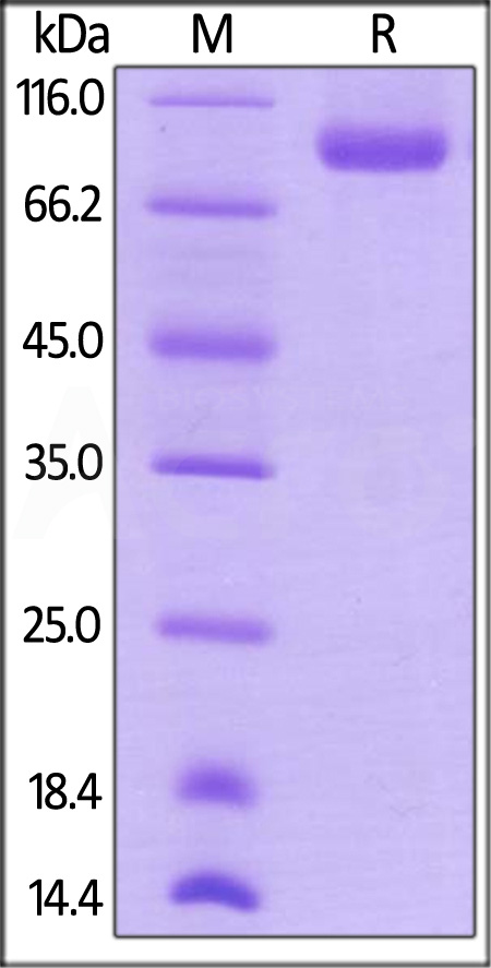 Neuropilin-1 SDS-PAGE