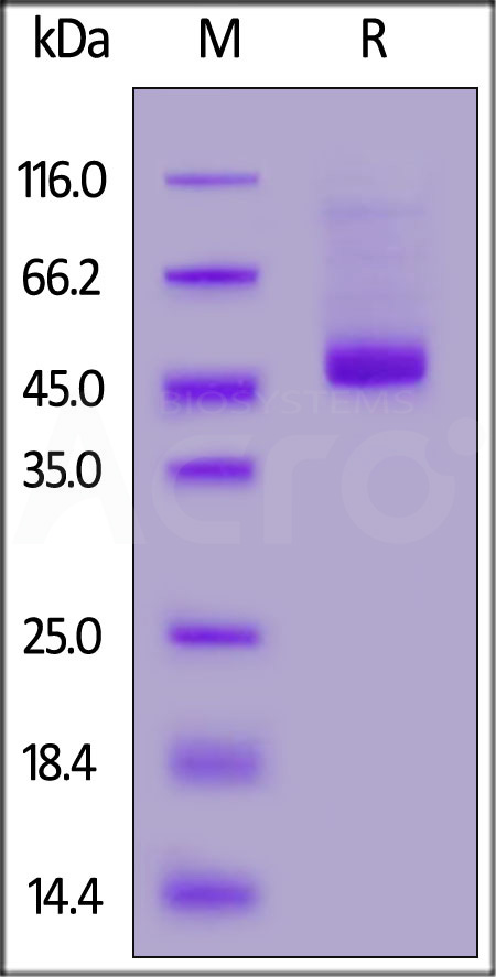 NS1 SDS-PAGE