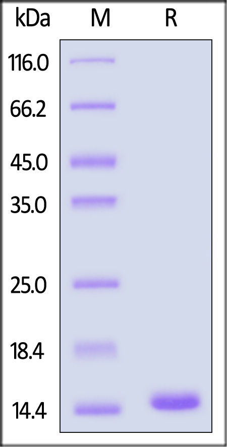 NT-4 SDS-PAGE