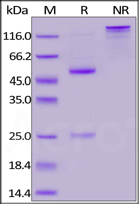 Nucleocapsid protein SDS-PAGE