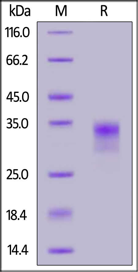 Oncostatin M SDS-PAGE