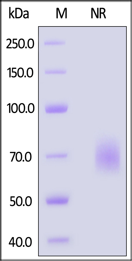 OXL-C5243-sds