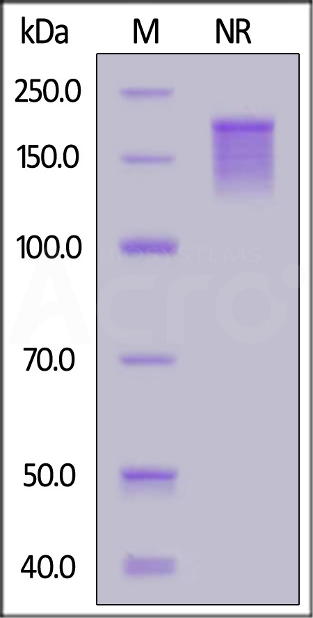 OXL-H5266-sds