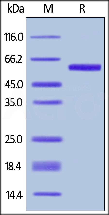 OX40 Ligand SDS-PAGE