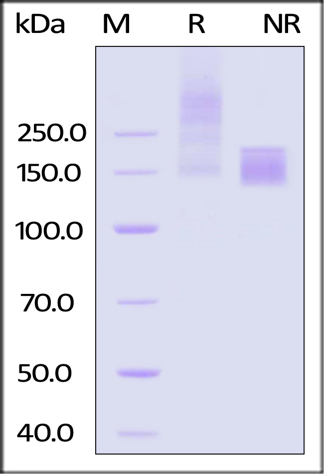 OX40 Ligand SDS-PAGE