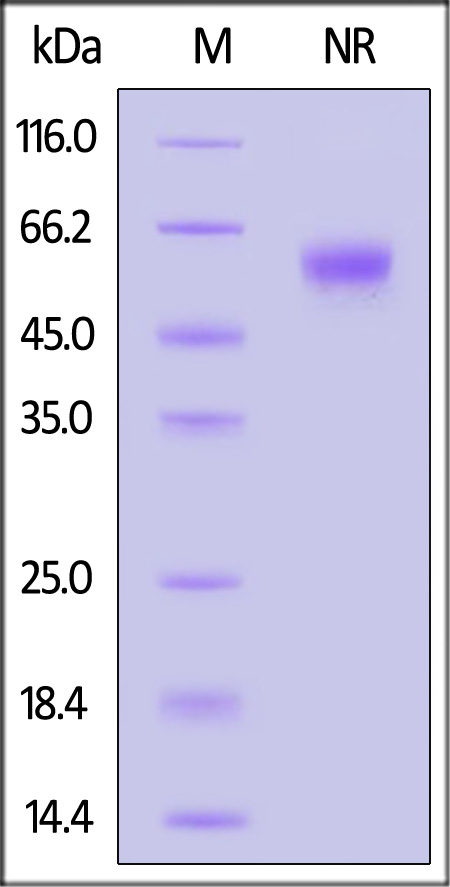 OXL-R5249-sds