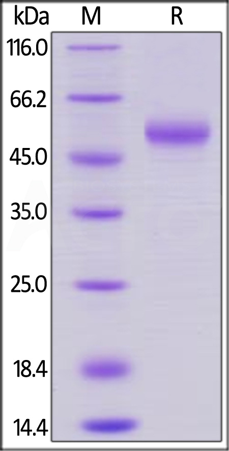 OXL-R5259-sds