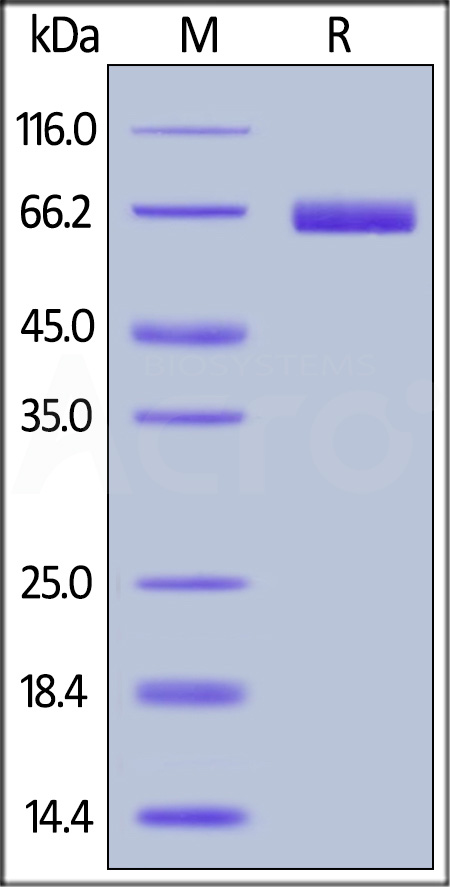 PD1-C5253-sds