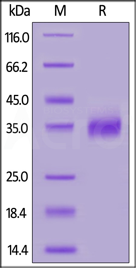 PD1-C52H4-sds